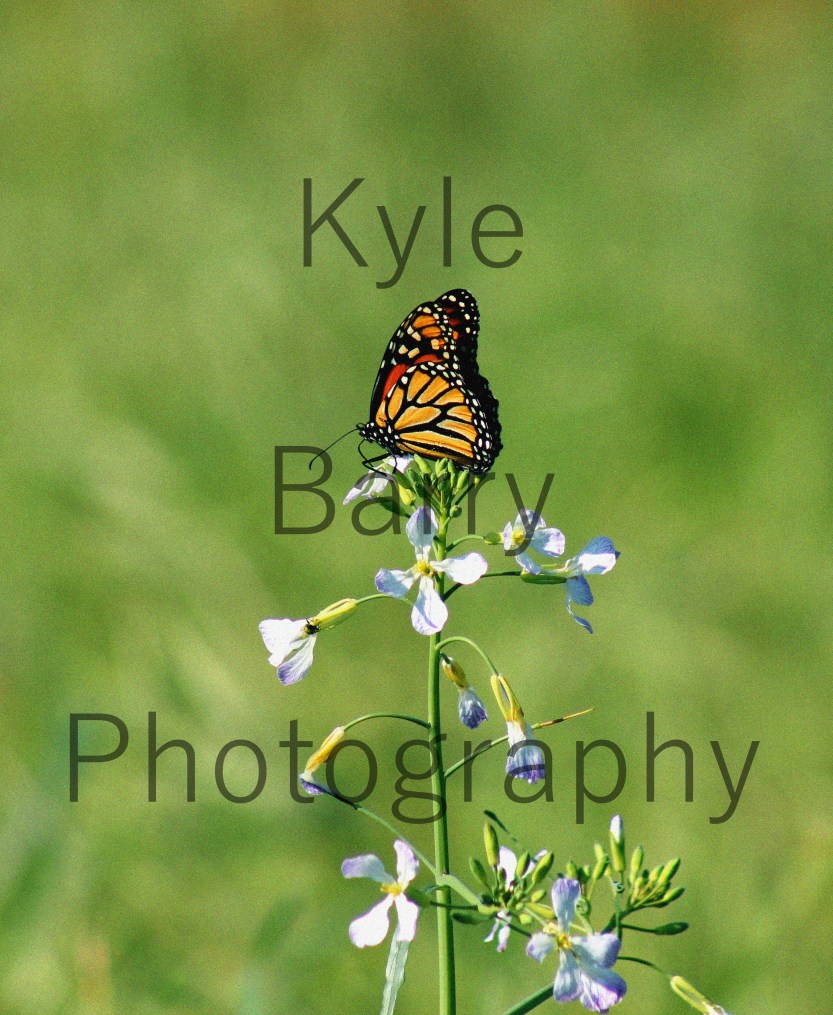 IMG_8317EWatermarked