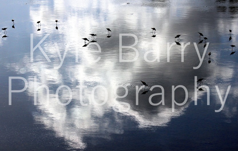 IMG_9441EWatermarked