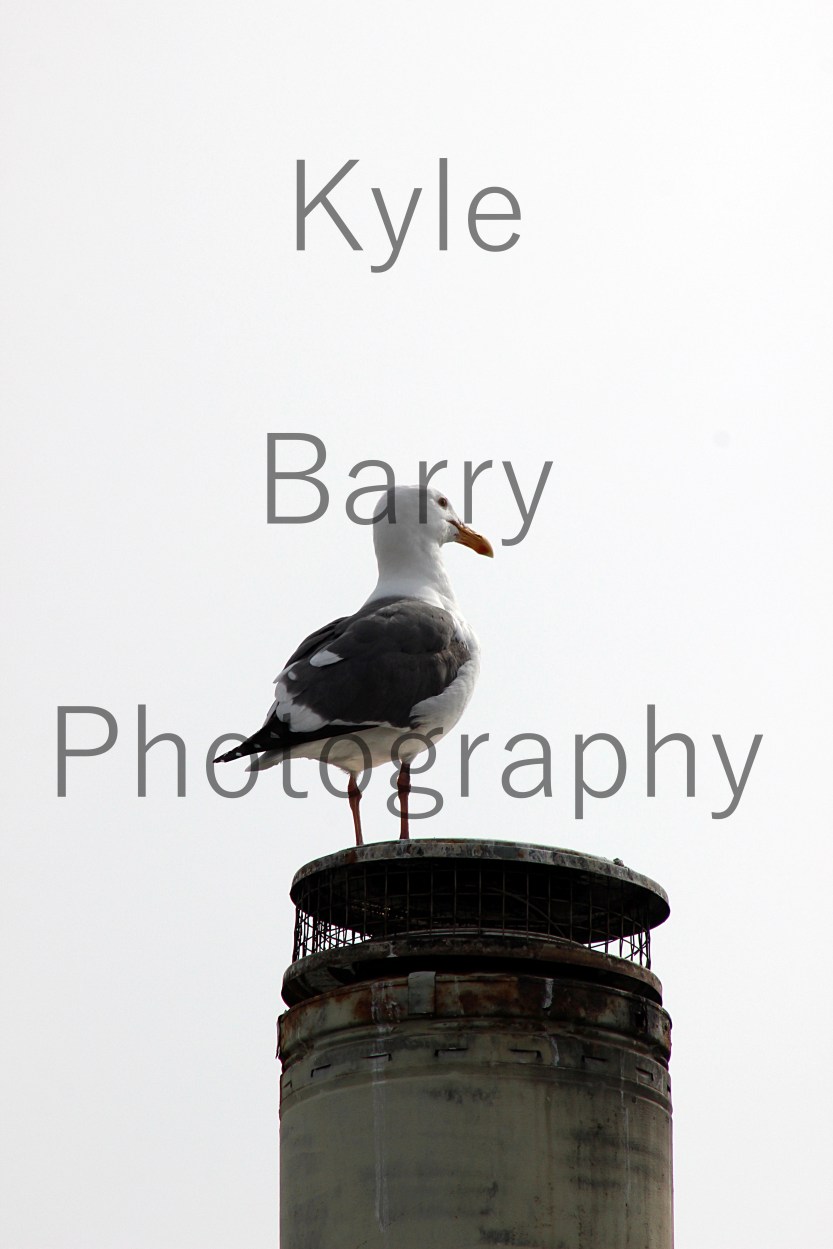 IMG_9654EWatermarked